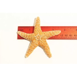 NessaStores Sugar StarFish Sea Shell Wedding Real Craft 3" - 4" (24 pcs) #JC-57