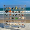 2 Pieces Mini Shell Display Box,Seashell Display Box,Acrylic Boxes for