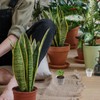 SUPVOX 50pcs Clear Orchid Pots with Drainage Holes, 1.5 Inch