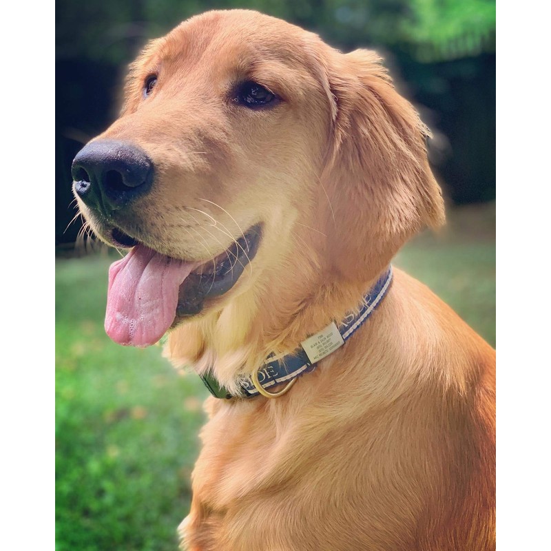 The Rock Solid Collar ID (Graphite Black, Medium/Large)