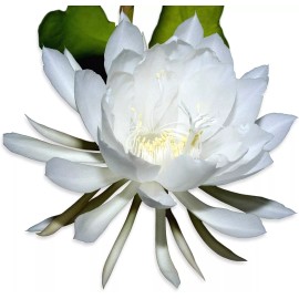 Chandelier Craft & Gardening Rooted Live QUEEN OF THE NIGHT Blooming Epiphyllum Oxpetalum Orchid White - 1-Gallon White