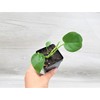 Monstera Deliciosa Live Plant - Evergreen Table Plant | Indoor