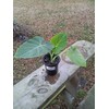 mallkerala 5 Beautiful Elephant Ear Colocasia Esculenta Tropical Plant Bulbs