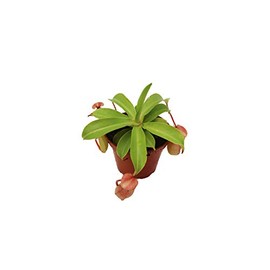 Monkey Cup Nepenthes - 3" from California Tropicals