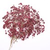 LYFORTZY Dark Red 70 Pcs Dried Babys Breath Pressed Flowers