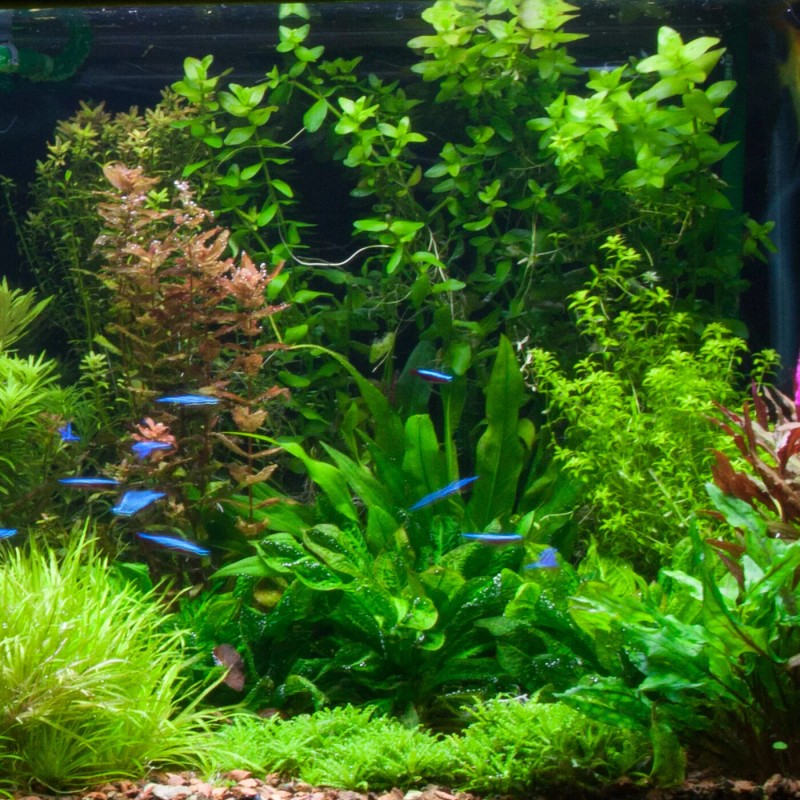 Live Moneywort Aquarium Oxygenating Aquatic Plant - Buy 2 Same