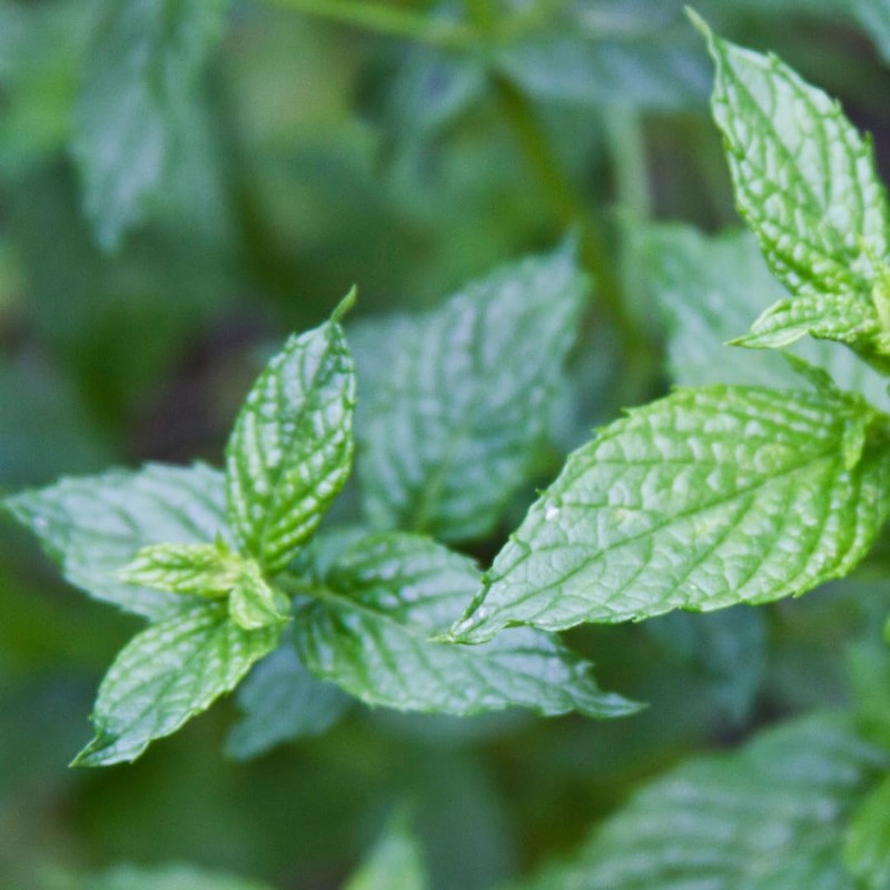 GranAroma Dried Spearmint Leaves, 2.8 oz, Refreshing & Aromatic, Drinks