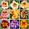 20pcs Mixed Nasturtium Flower Seeds Beautiful Flower Bonsai Decor