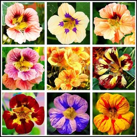 20pcs Mixed Nasturtium Flower Seeds Beautiful Flower Bonsai Decor