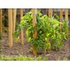Greenes Fence Grade Stakes 24 in. Long (64-Pack)
