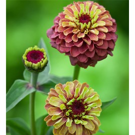 zellajake Rare Flower Seeds Plant Seeds 200 Pcs Zinnia Seeds - Zinnia elegans 'Queeny Lime Red'
