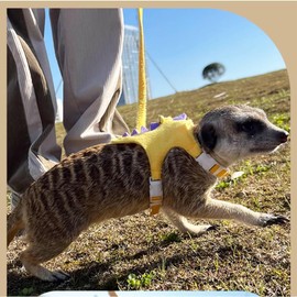 MQQYLBHDS Ferret Harness and Leash Set Small Animals Vest Harness with Safe Bell Dinosaur Shaped Walking Clothes for Baby Rabbit Guinea Pig Teacup Chihuahua Mouse and Other Small pet (Yellow)