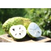Home-Growth Soursop, Graviola, Guyabano - 20 Seeds 2025 - USA