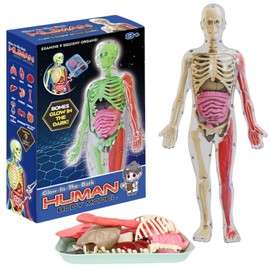 HIVETZ Human Anatomy Model, 9 Parts Torso, Glow In The Dark, Educational Science Kit for Adults & Children, Ages 3+