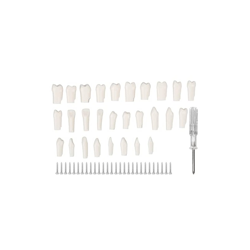 28 Piezas de Dientes Extraíbles, Diseño Extraíble de Plástico Duradero,