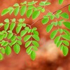 모링가건초(200g) 인도네시아 말린 모링가잎 한방차 건강차 건초 Moringa Hay (200g)
