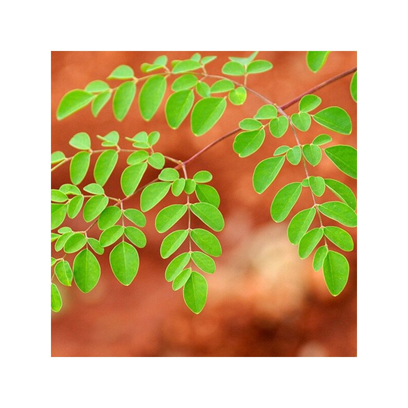 모링가건초(200g) 인도네시아 말린 모링가잎 한방차 건강차 건초 Moringa Hay (200g)