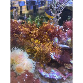 Dragon’s Breath Red Macro Algae Saltwater Marine Refugium Reef Tank Plant