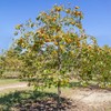 Persimmon Trees (Fuyugaki, 5 gal.) (Due to Agricultural Laws, we