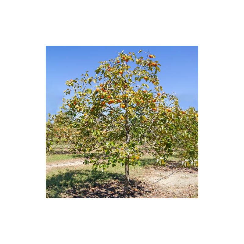 Persimmon Trees (Fuyugaki, 5 gal.) (Due to Agricultural Laws, we