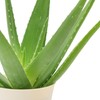 Arcadia Garden Products Live Aloe Vera Succulent Easy Indoor Houseplant
