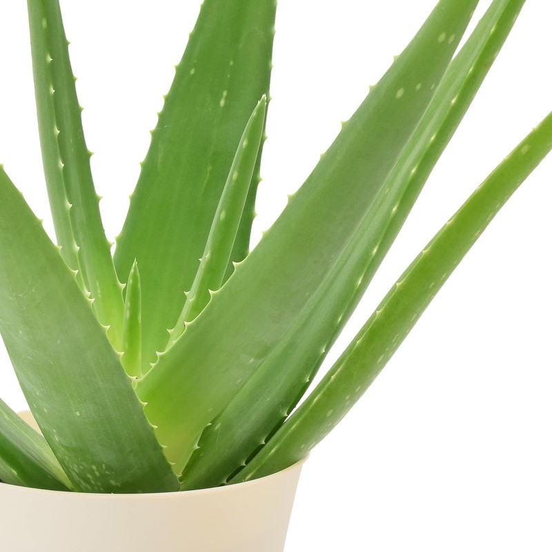 Arcadia Garden Products Live Aloe Vera Succulent Easy Indoor Houseplant