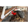 letsFix Chicken Water Cups for PVC with Tee (8 Pack),