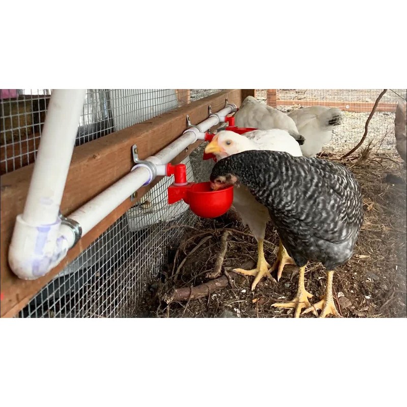 letsFix Chicken Water Cups for PVC with Tee (8 Pack),