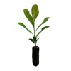 Southern Magnolia | Medium Tree Seedling | The Jonsteen Company
