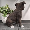 Vivid Arts - Staffordshire Terrier Brown - XRL-STF2-D