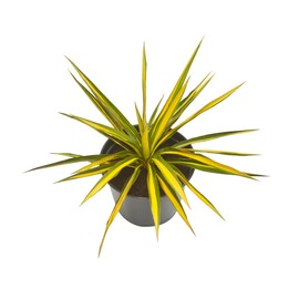 Greenwood Nursery: Live Shrub Plants - Variegated Color Guard + Yucca Filamentosa + Adam's Needle - [Qty: 10x 3.5 Pots] - (Click for Other Available Plants/Quantities)