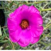 Purslane Samba Hot Rose | 10 Live Plants | Portulaca
