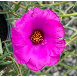 Purslane Samba Hot Rose | 10 Live Plants | Portulaca oleracea | Succulent Flowers | Heat and Drought Ground Cover