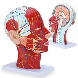 RONTEN Human Half Head Superficial Neurovascular Model with Musculature, Anatomical Head Model for Medical Biology Anatomy Education