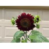 50 Chocolate Cherry Sunflower seeds Breathtakingly Beautiful Heirloom
