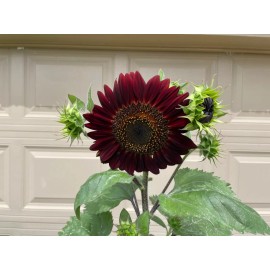 50 Chocolate Cherry Sunflower seeds Breathtakingly Beautiful Heirloom