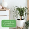 American Plant Exchange Ponytail Palm – 10-Inch Pot – Live