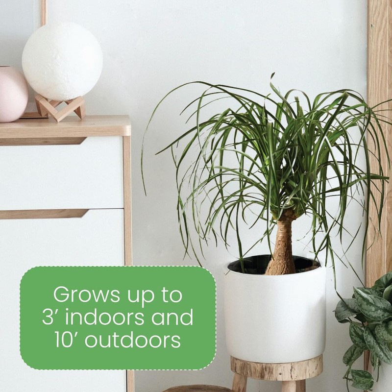 American Plant Exchange Ponytail Palm – 10-Inch Pot – Live