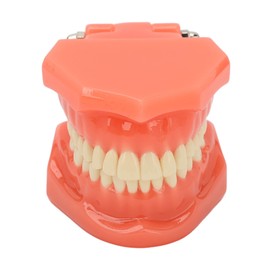 NSXAYIWE Dental Model, Dental Study Dental Model, Demonstration Tooth Model for Dental Teaching, Compatible Dental Model for Dental Training and Training