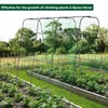 Cucumber Trellis 78 x 62 inch Metal Garden Arch Trellis
