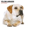Labrador Yellow Modern 2024 Calendar