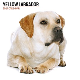 Labrador Yellow Modern 2024 Calendar