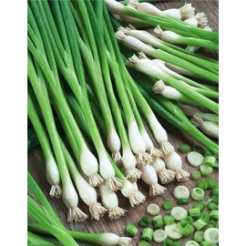 RAISE ME UP: Seeds Bunching Welsh Onion Green Non GMO Heirloom