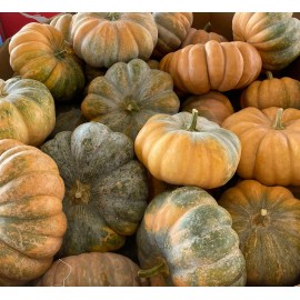 Southeast Seeds Fairy Tale Pumpkin Seeds, Musque de Provence, NON-GMO, Heirloom, FREE SHIPPING - 20 Seeds or 1/8 OZ