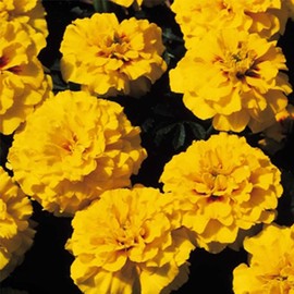 Marigold Seeds - Janie Series - Bright Yellow - 500 Seeds - Tagetes patula - Non-GMO, Open Pollinated - Flower Gardening