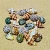 Natural Hermit Crab Shells, Hermit Crab Supply, Large Small and