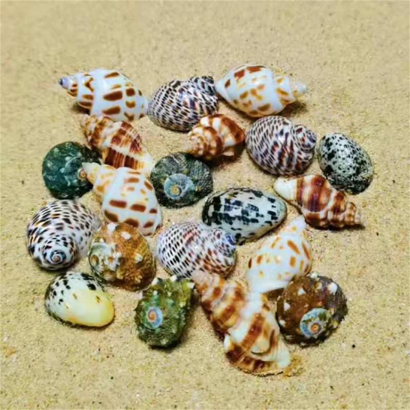 Natural Hermit Crab Shells, Hermit Crab Supply, Large Small and