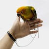 Copfeu Bird Foot Chain Flying Stainless Steel Training Rope with