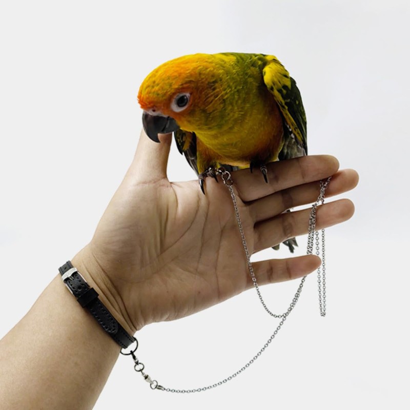 Copfeu Bird Foot Chain Flying Stainless Steel Training Rope with