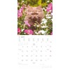 Alpha Edition - Katzenbabys 2025 Brochure Calendar, 30 x 30